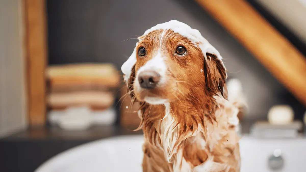 12 Best Dog Shampoos for Sensitive Skin