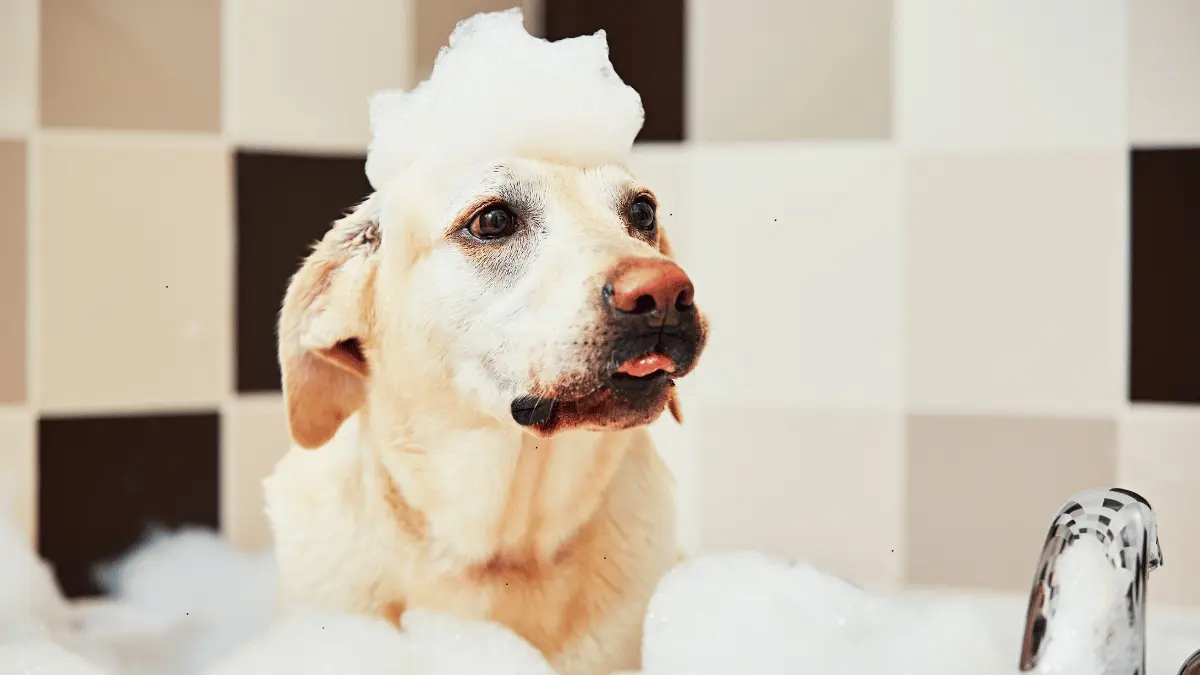 Dog Shampoos on your shopping list?. Choose wisely.