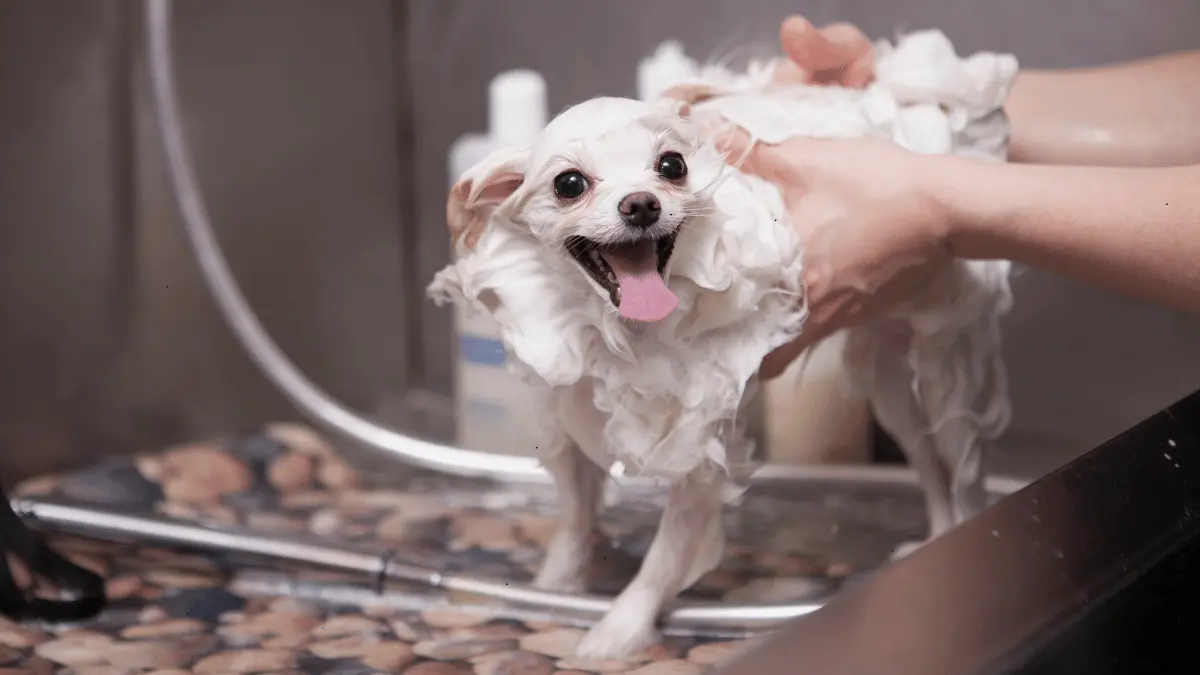 Flea Shampoos for Dogs