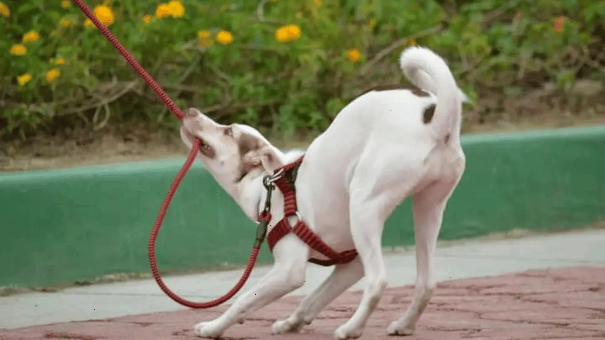 Improve Your Dog’s Leash Skills