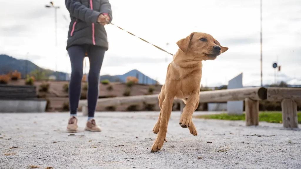 Leash Reactive Dog