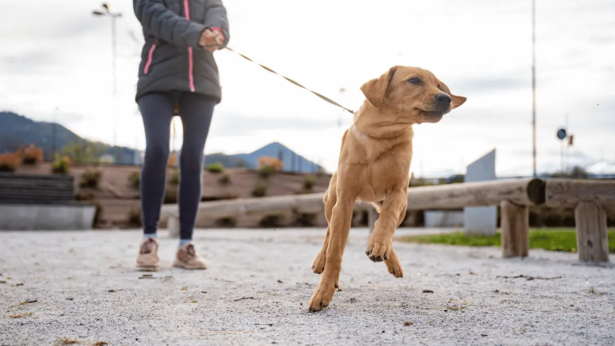 Leash Reactive Dog