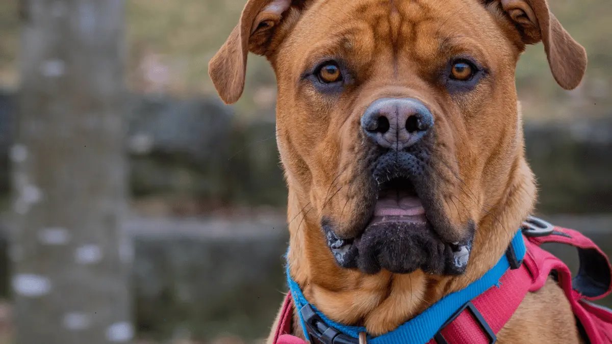 Pink Leashes and Collars