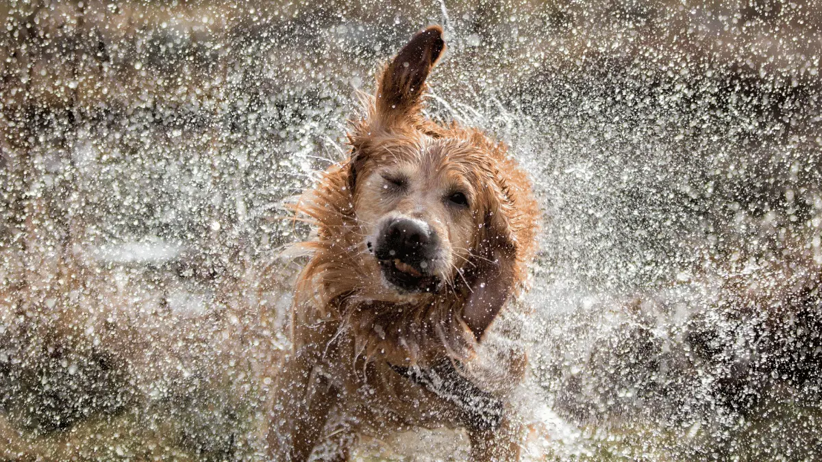 Why Dogs Shake Their Fur