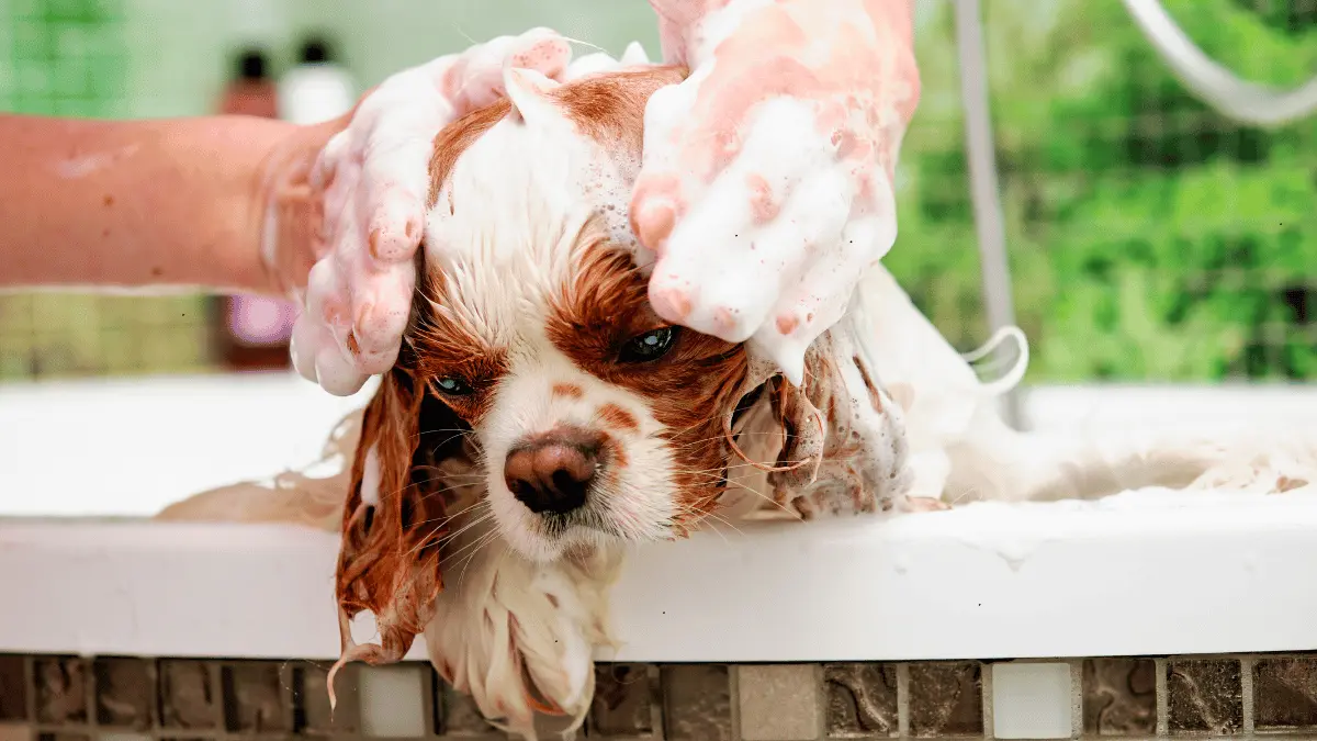 Dog Shampoos for a Healthy Coat