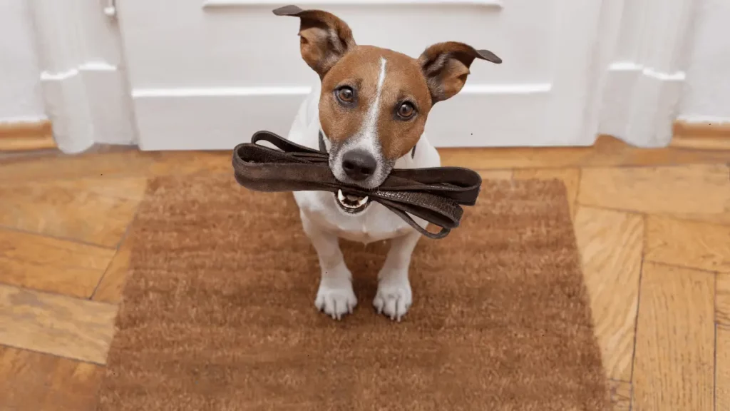 Dog Leash for Your Puppy