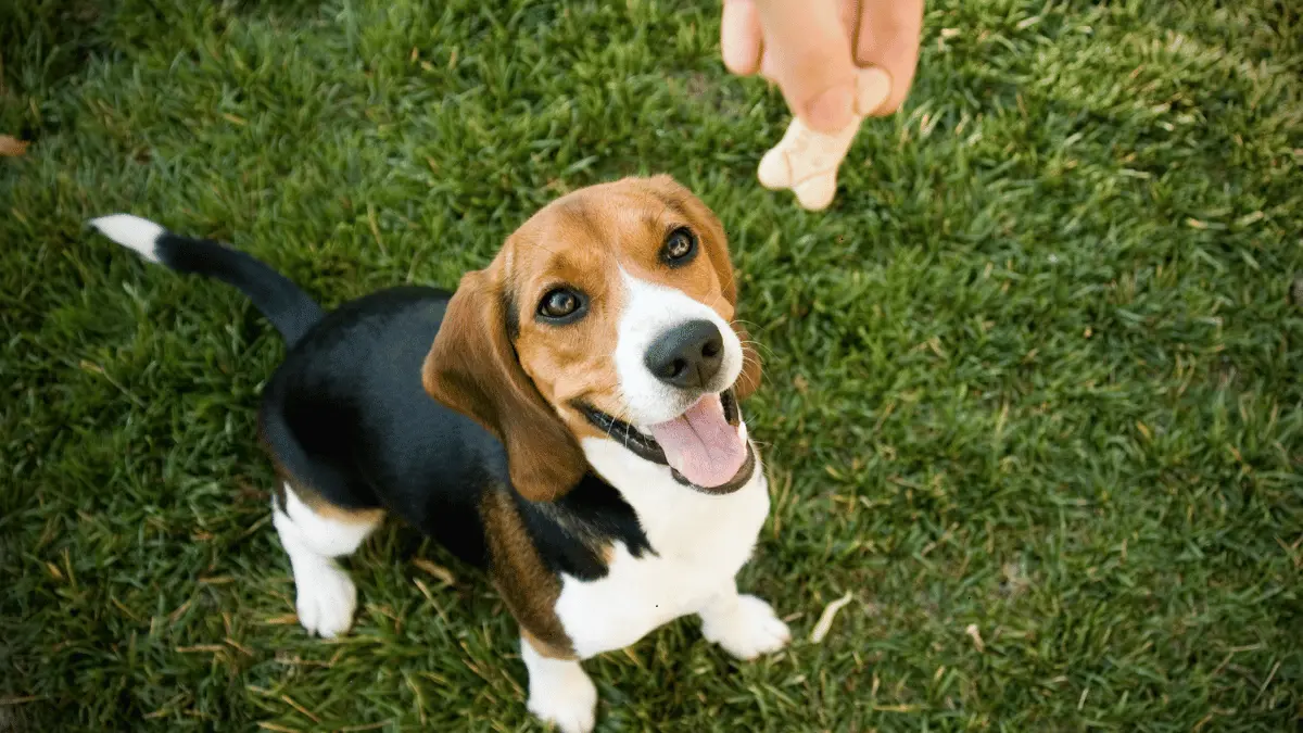 Blue Buffalo Treats Recall