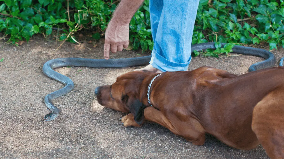 Dogs and Reptiles