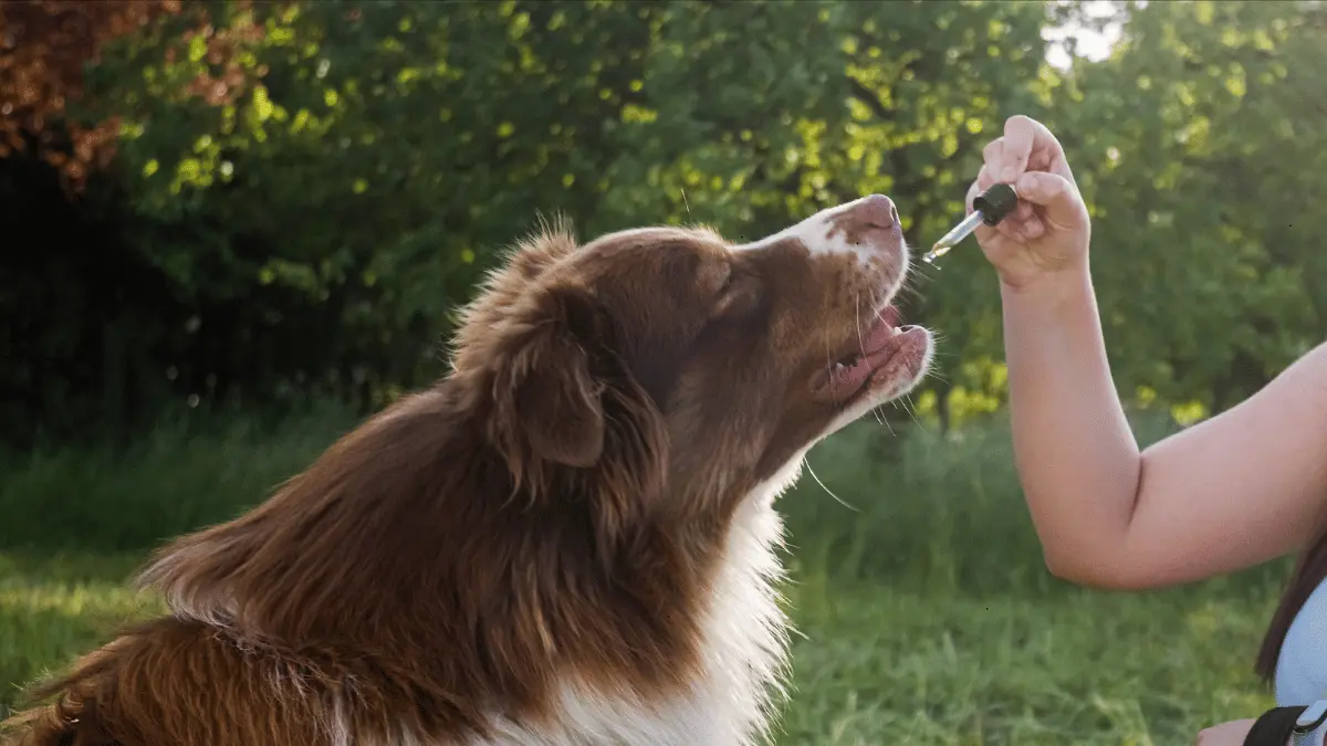 Natural Estrogen Supplements for Dogs