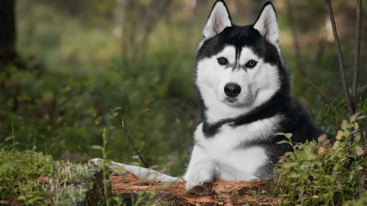 Siberian Husky