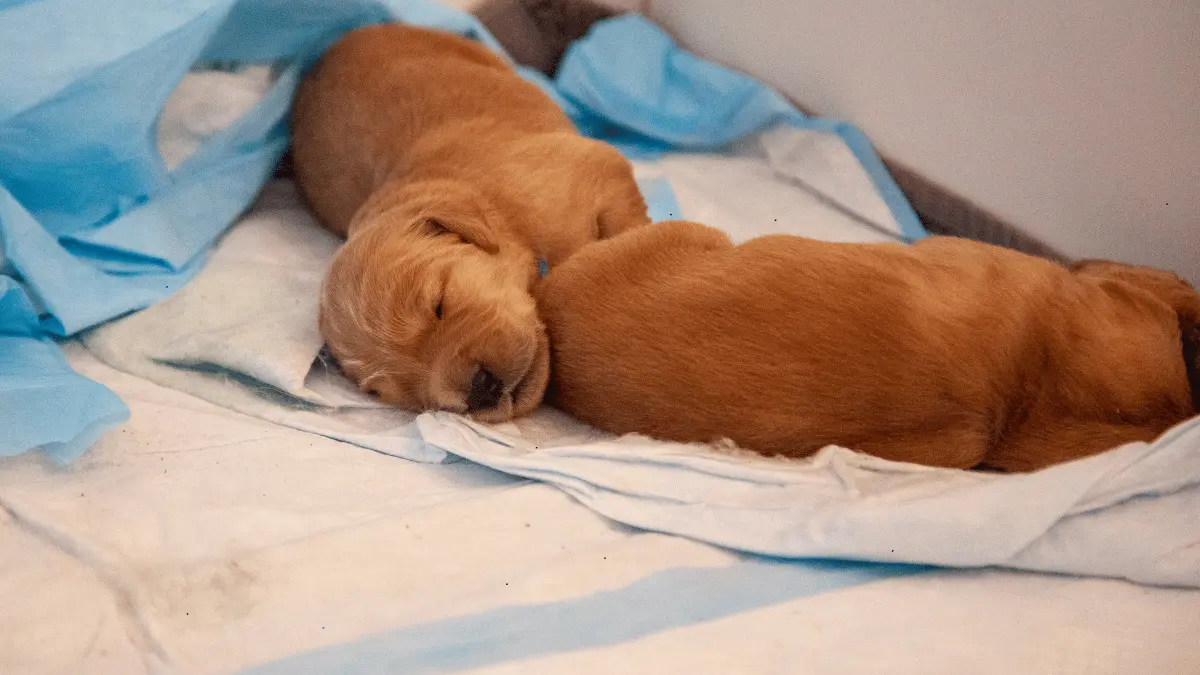 Costco's Dog Pee Pads