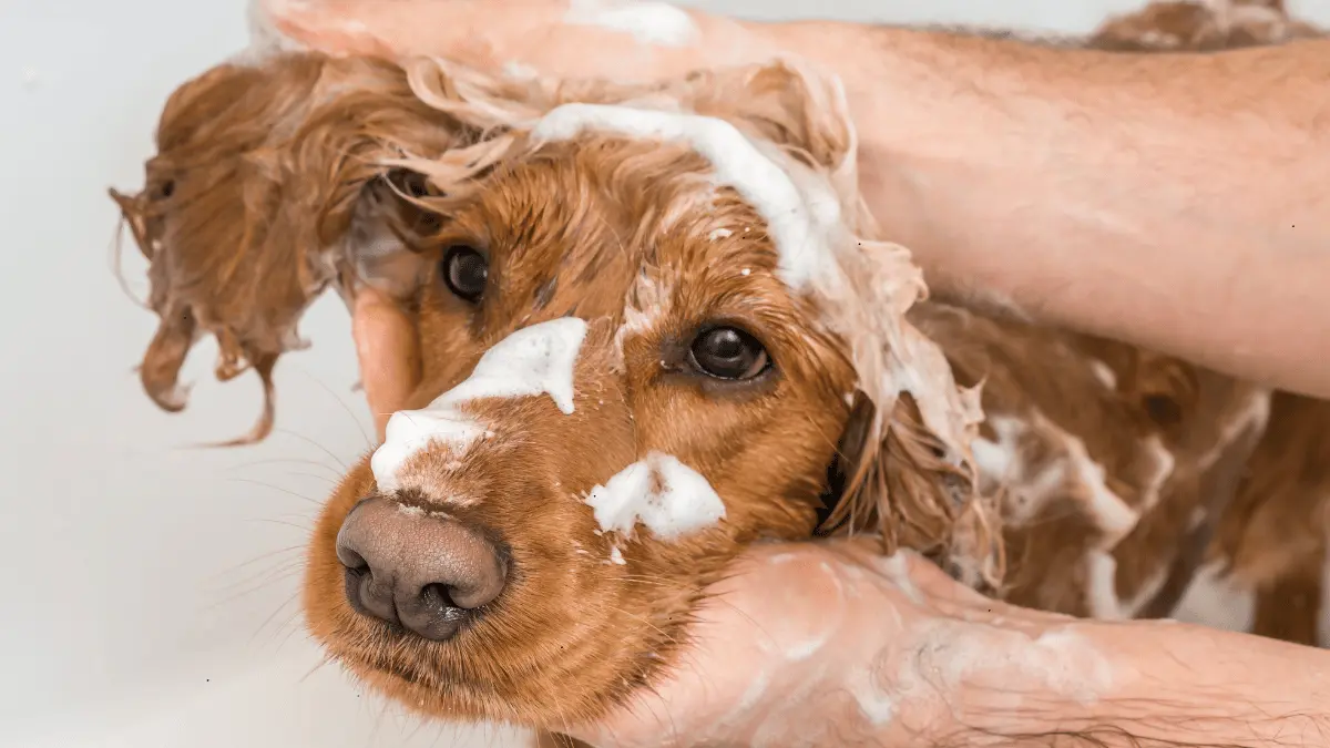 Hartz Dog Shampoo Recall