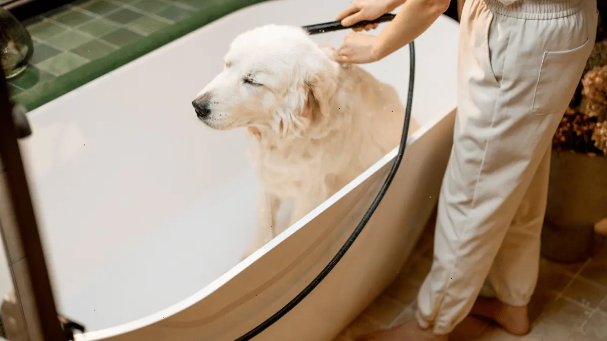 Oatmeal Dog Shampoo Recall