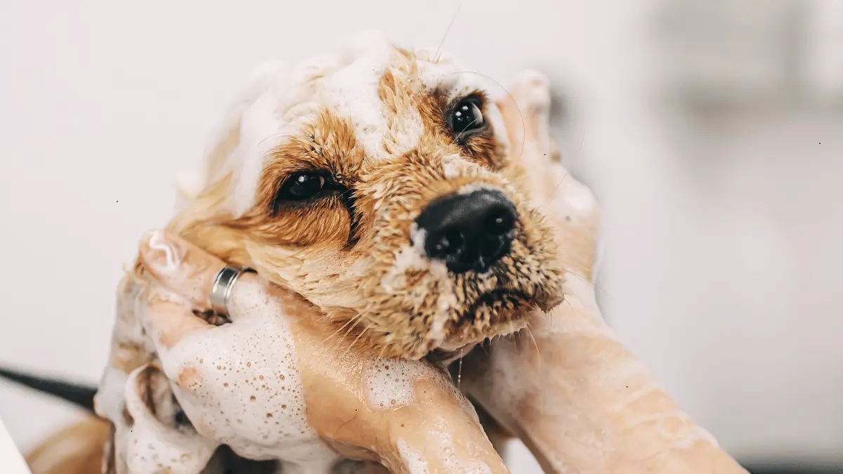 Perfect Coat Dog Shampoo Recall