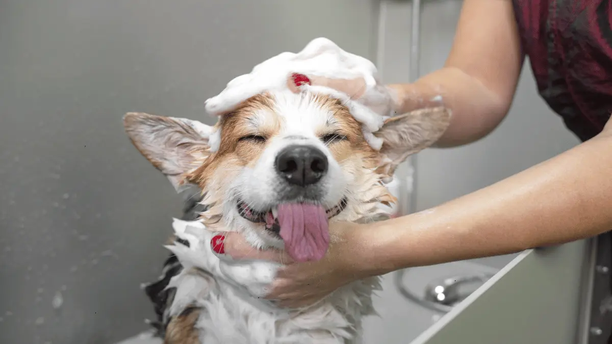 Relief Dog Shampoo Recall