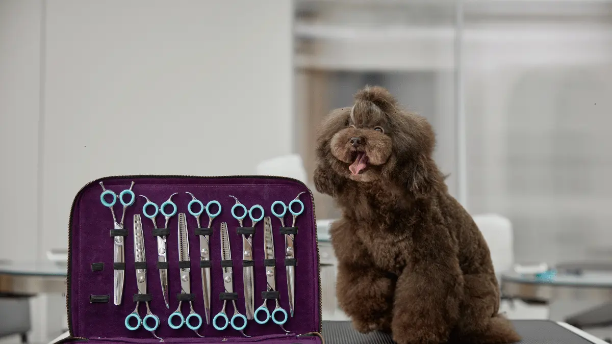 Dog Grooming Kit