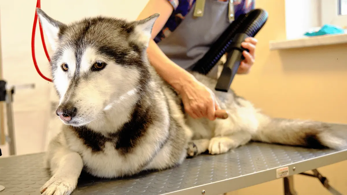 Husky Grooming Tips