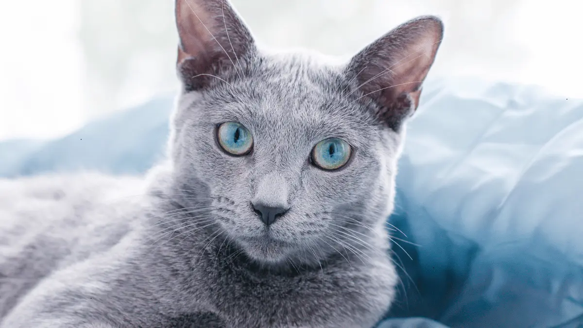 Russian Blue Kitten Cost