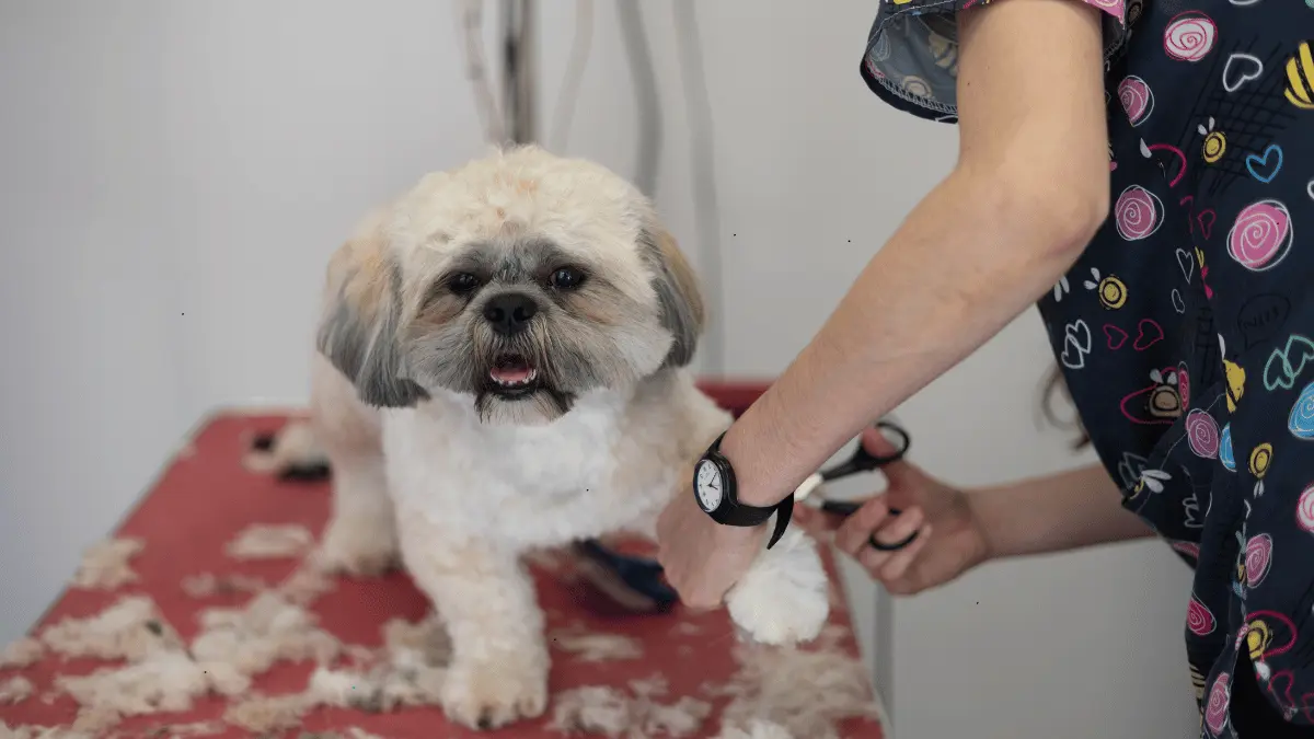 Small Breeds Dog Grooming