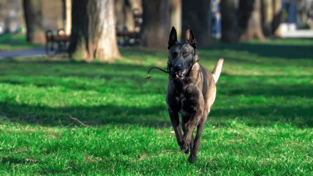 Belgian Shepherd Malinois