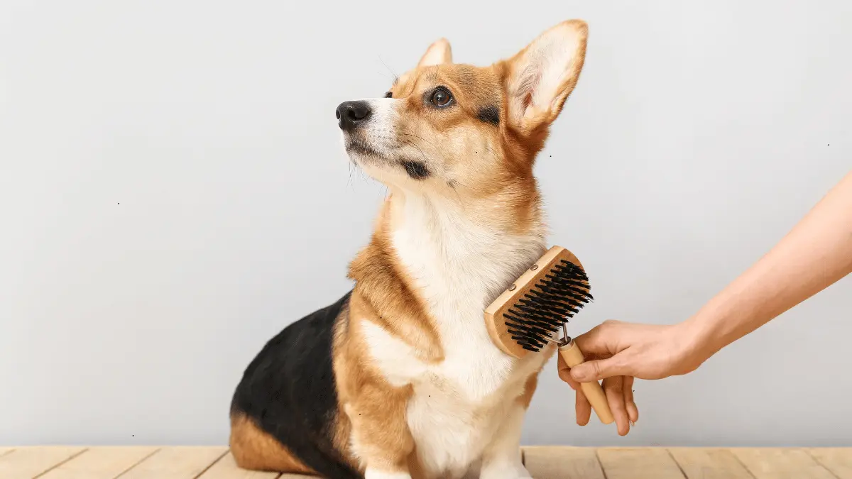 Best Dog Brushes