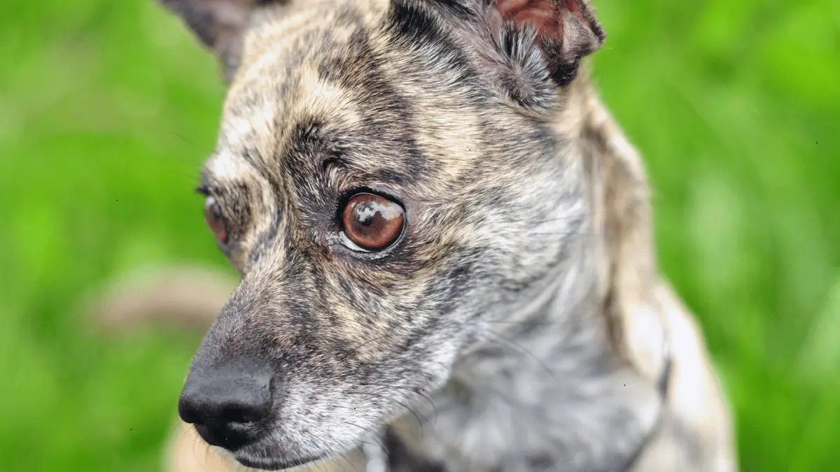 Brindle Dogs