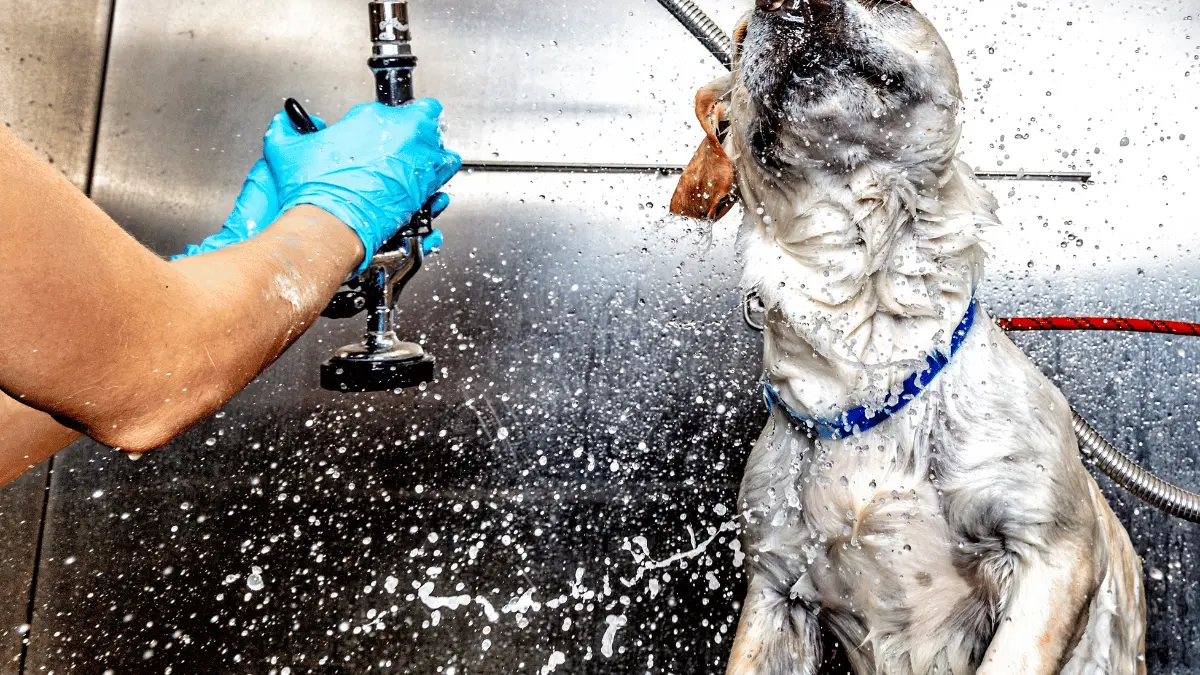 Dog Grooming Business