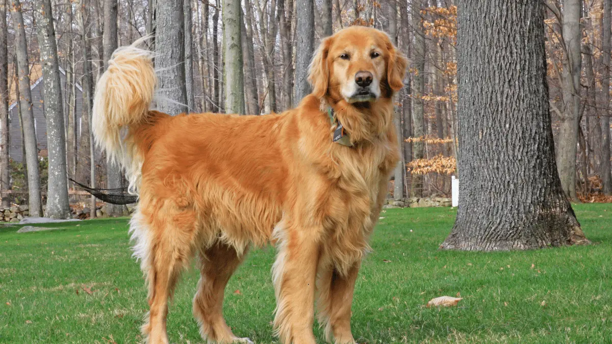 Dog Supplements for Golden Retrievers