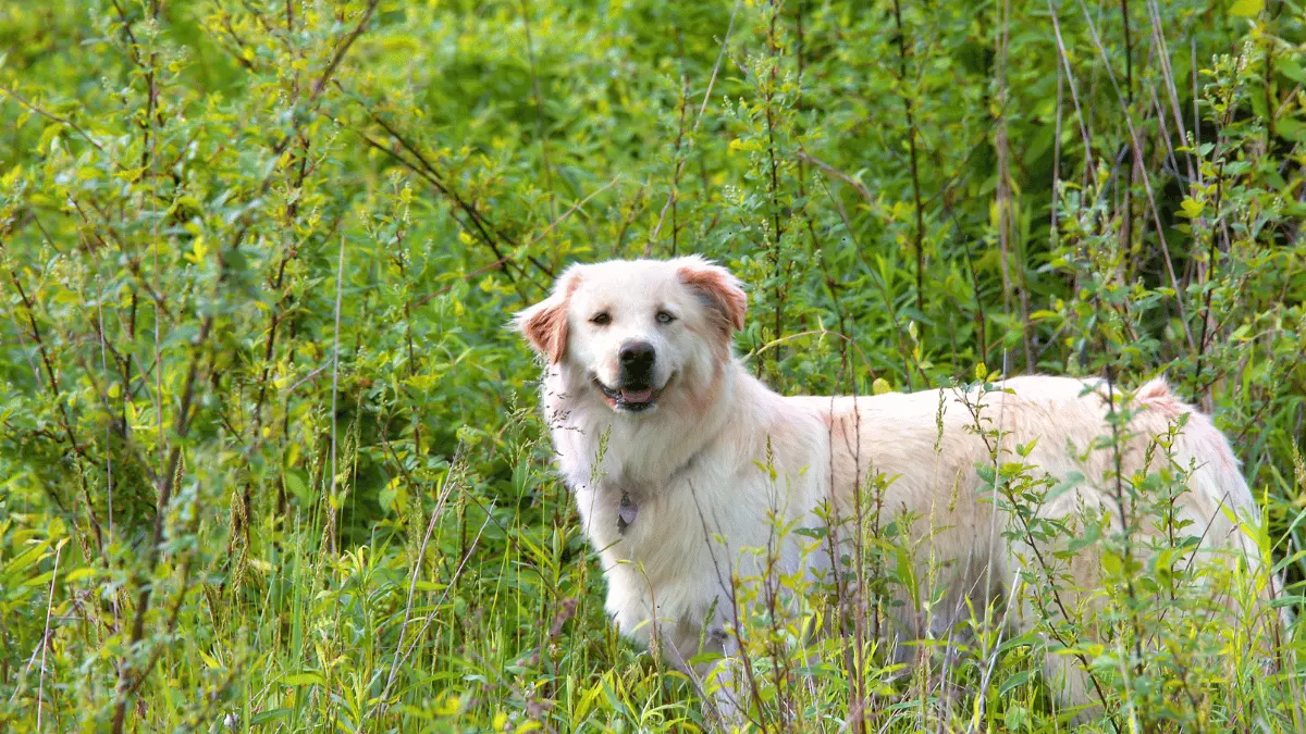 Exploring Canine Physiology