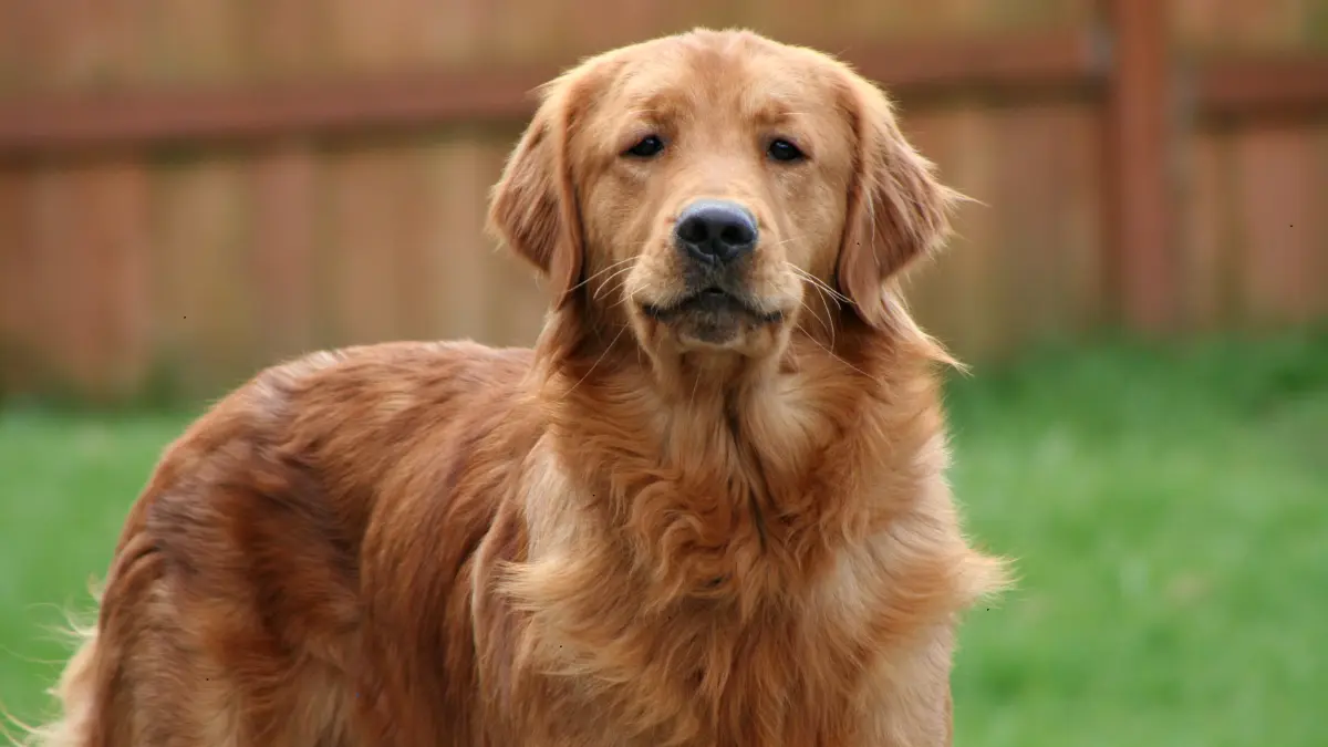 Golden Retrievers