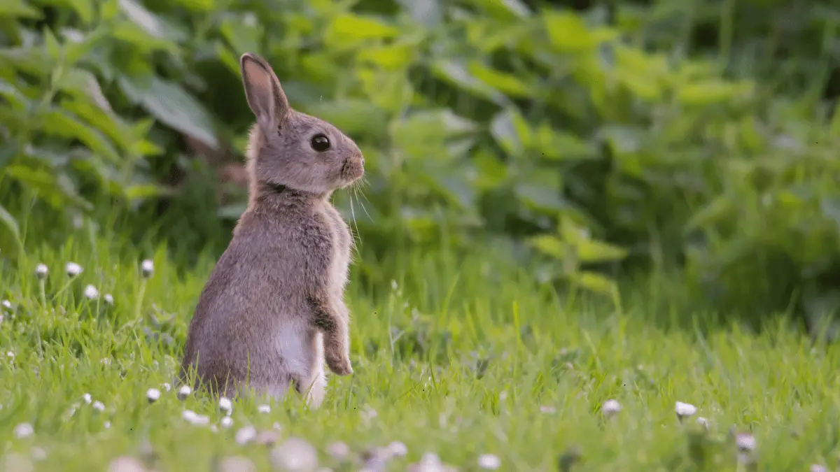 Rabbit Behavior