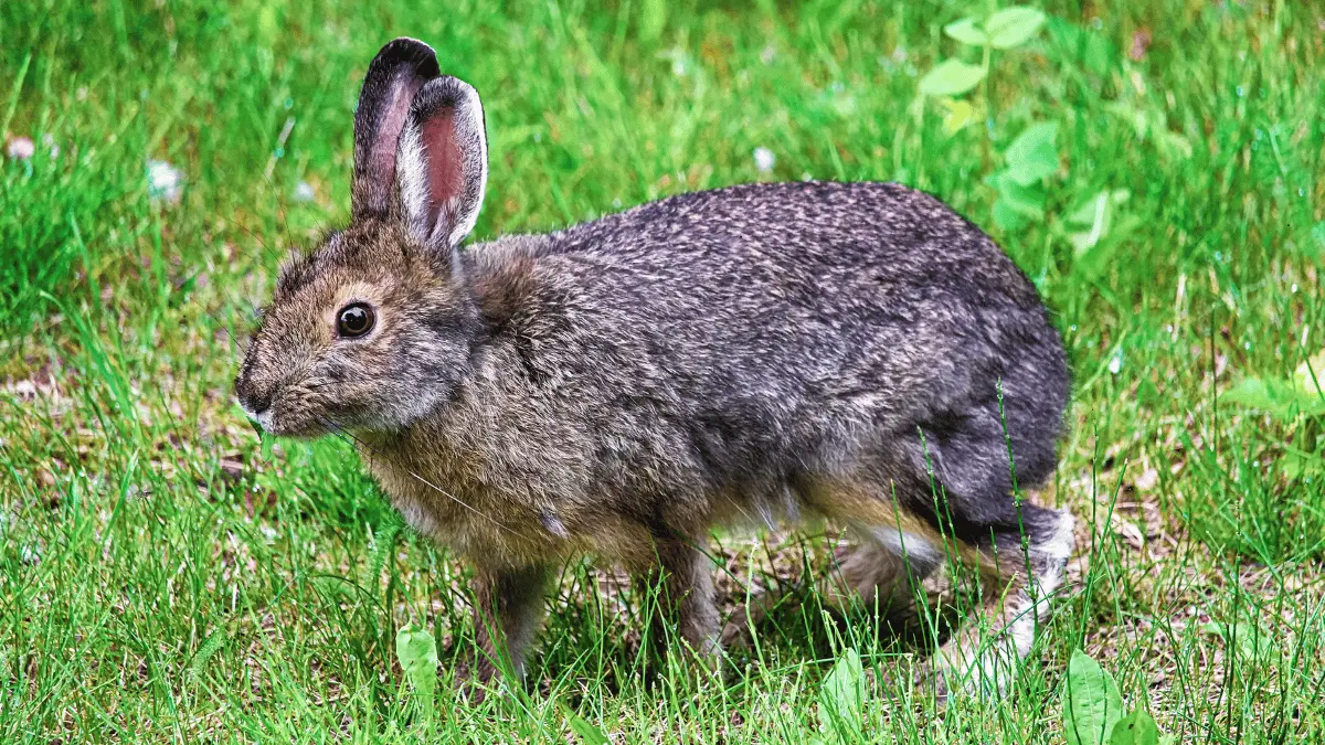 Rabbit Habitats in Melbourne