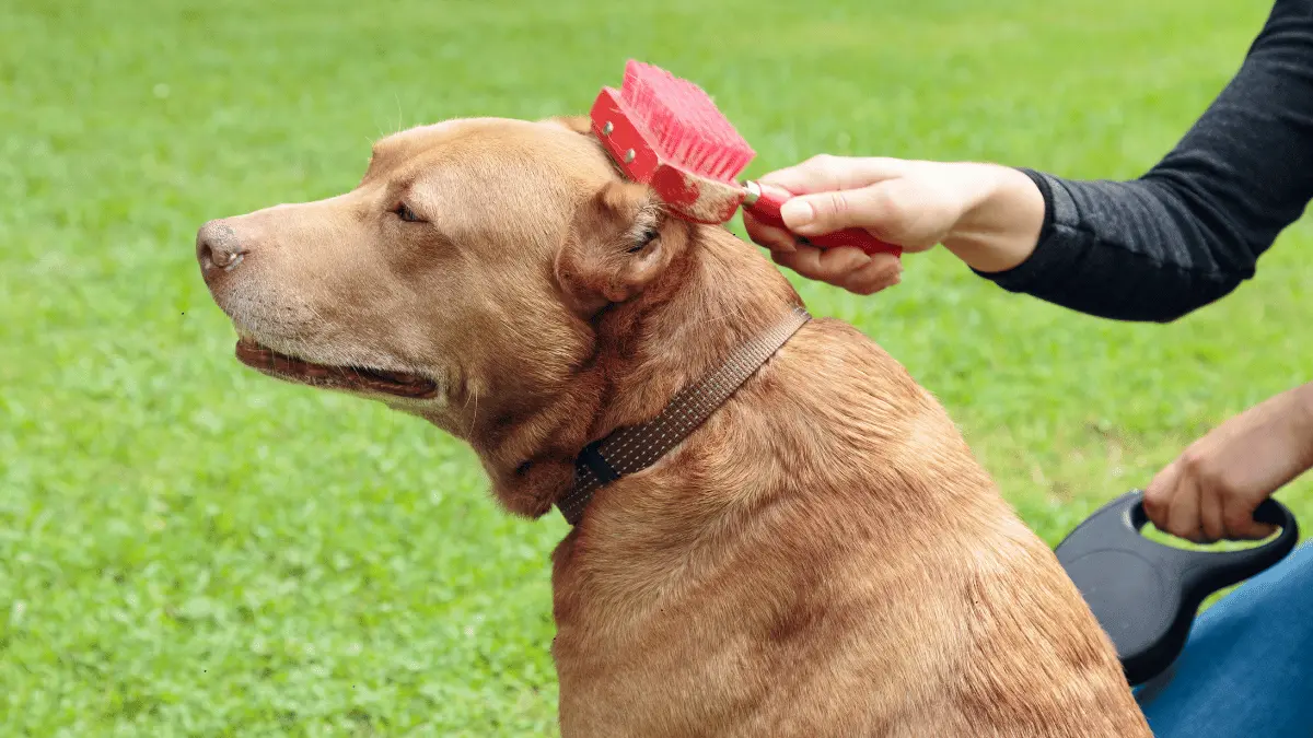 Regular Brushing for Dog Coat Health