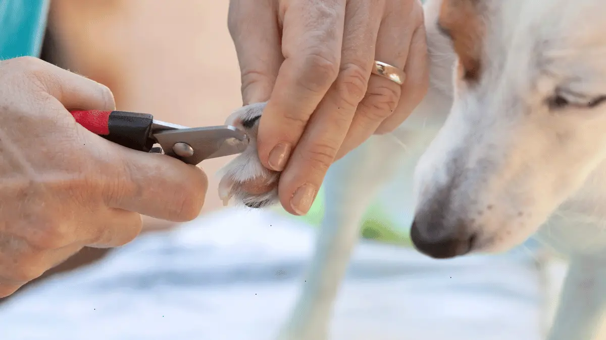 Shears For Grooming Your Dog