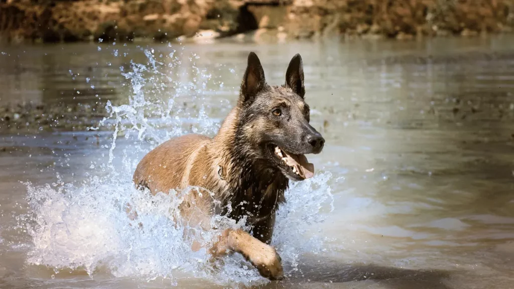 Belgian Malinois