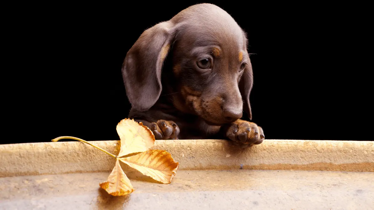 Dachshunds Dog Bowls