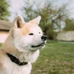 Akita Dog Breed