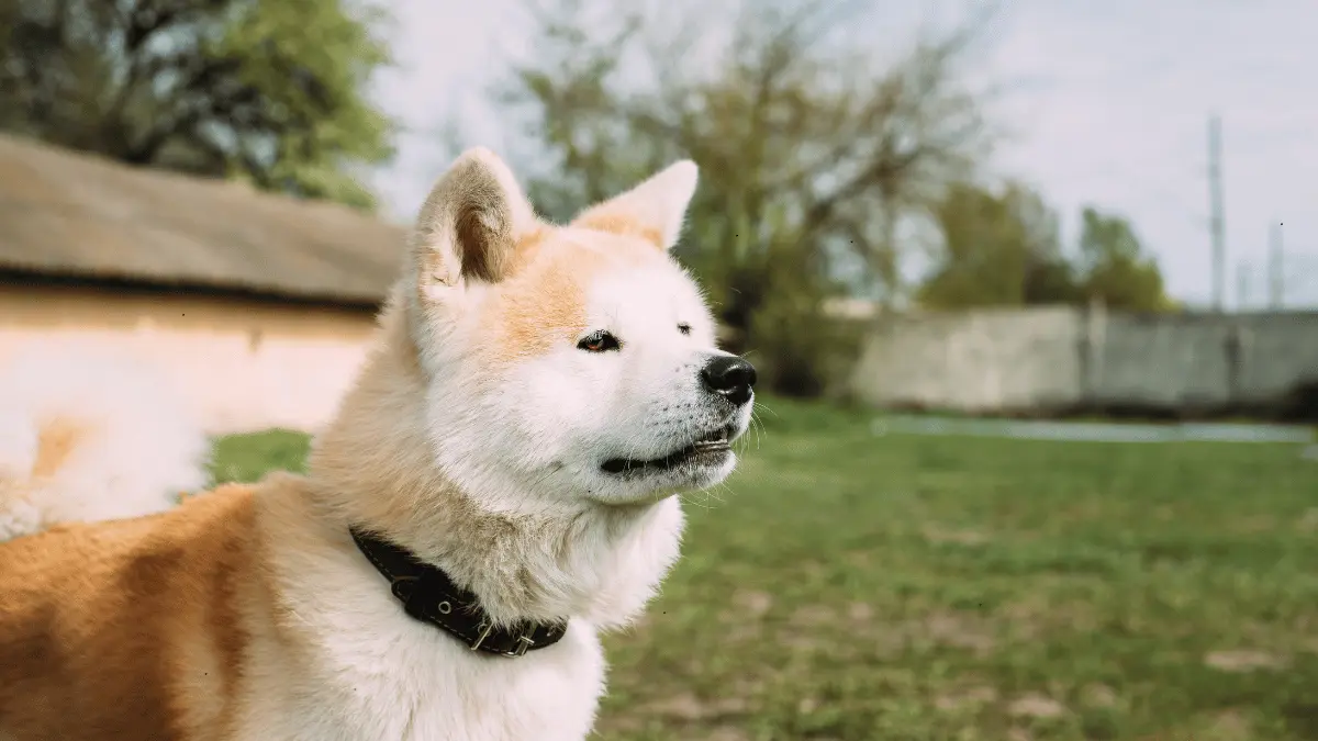 Akita Dog Breed