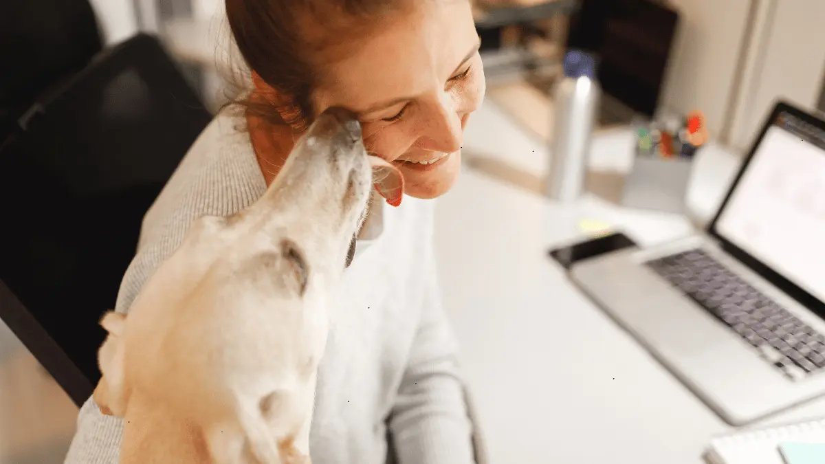 Happy dog playing with its owner, showcasing the bond and joy between humans and their pets.