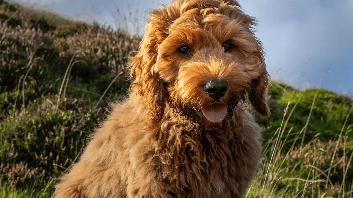 Apricot Miniature Cockapoo