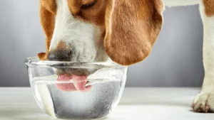 Best Dog Water and Food Bowls