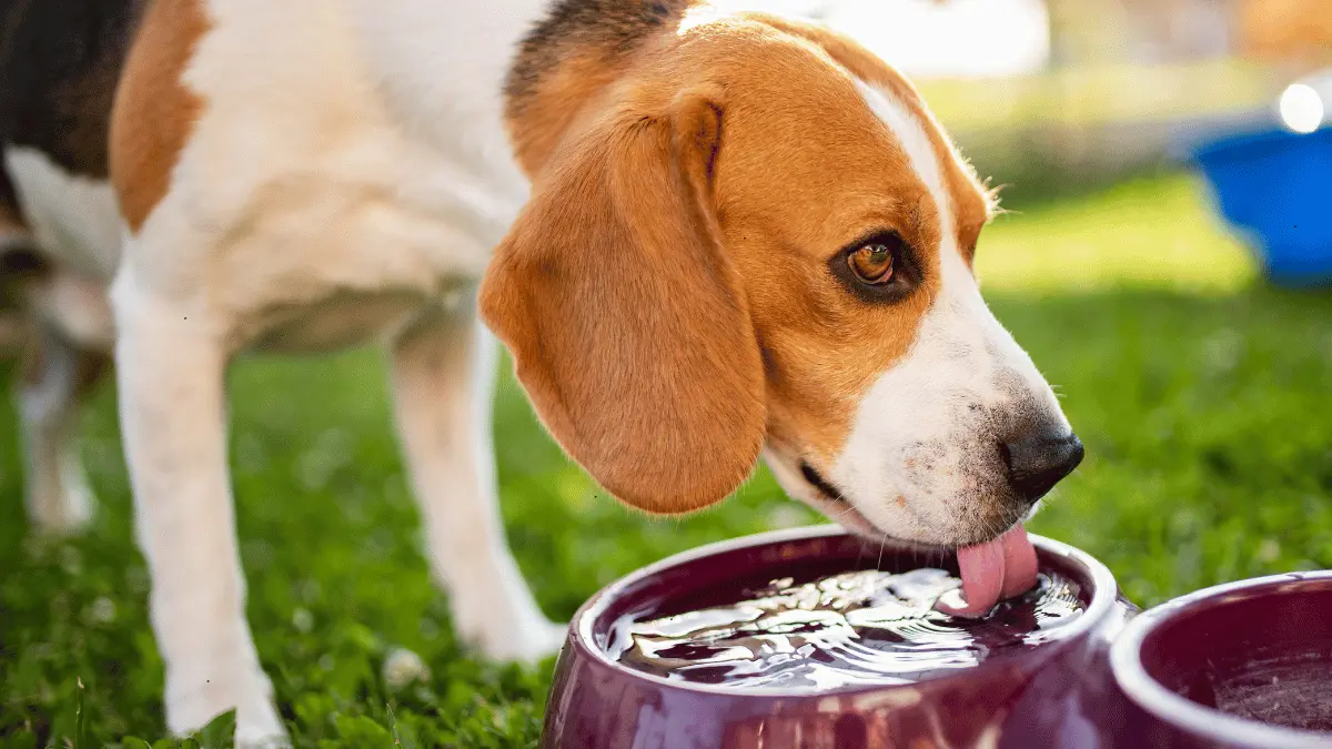 Dogs Bowl That Keep Flowing Water Cold