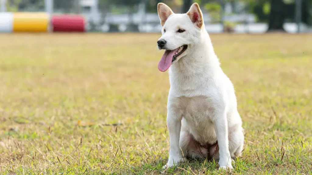 Hokkaido Inu