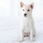 Japanese Hokkaido Inu