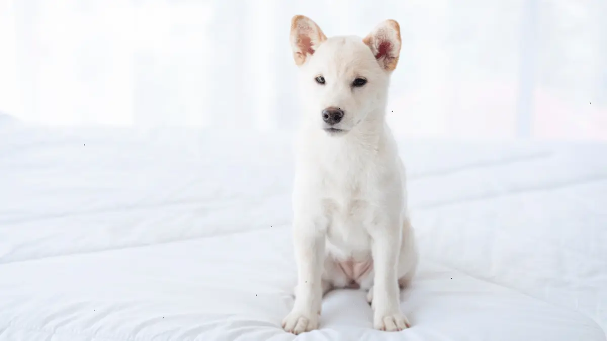 Japanese Hokkaido Inu