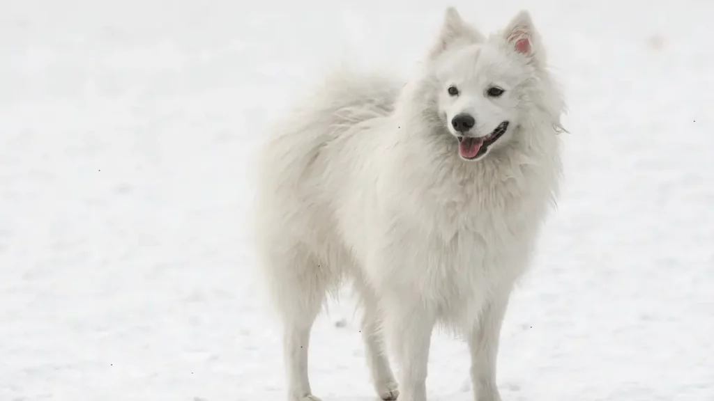 Japanese Spitz