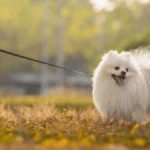 Japanese Spitz Breed