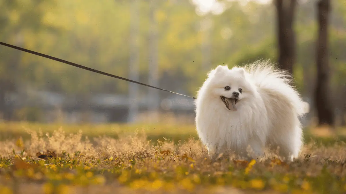 Japanese Spitz Breed