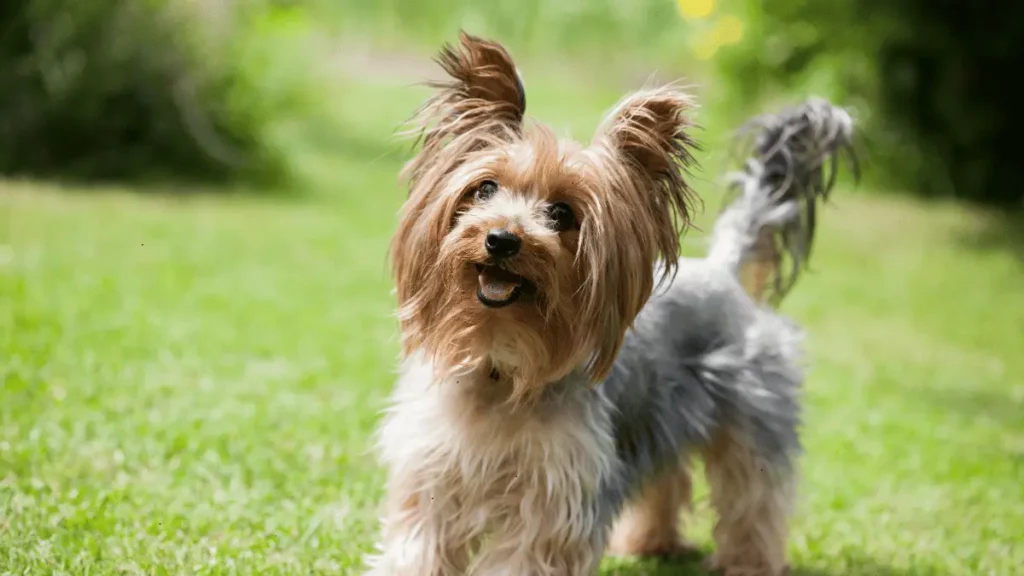 Japanese Terrier