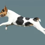 Japanese Terrier Dog Breed